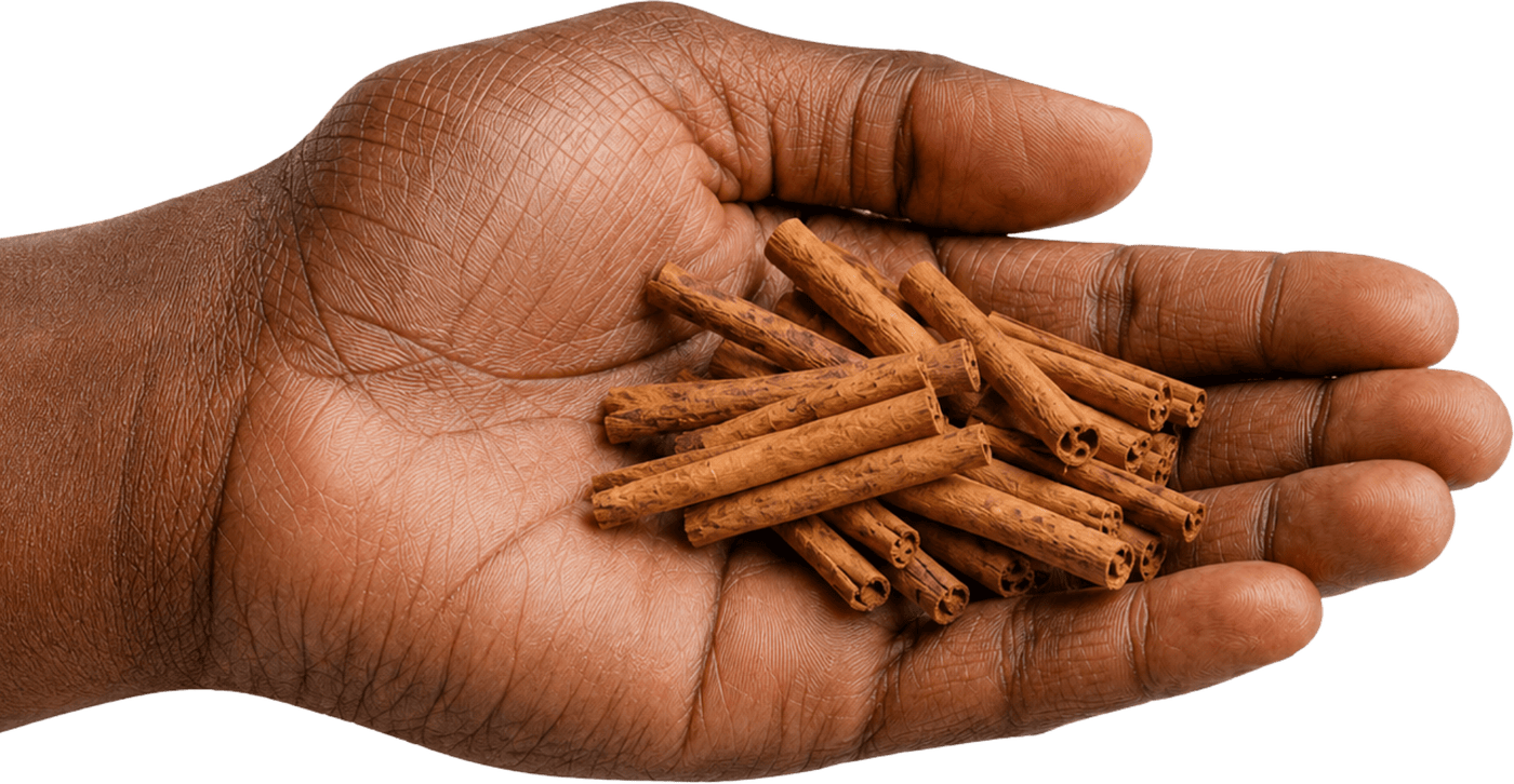 A hand holding a pile of whole Ceylon cinnamon quills