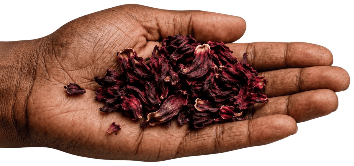 A hand holding a pile of whole dried deep-ruby hibiscus calyces
