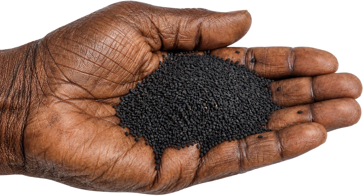 A hand holding Ethiopian black seeds